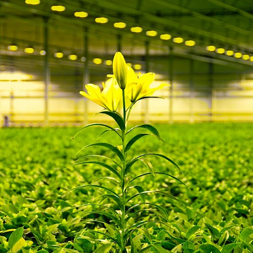 Plant lighting