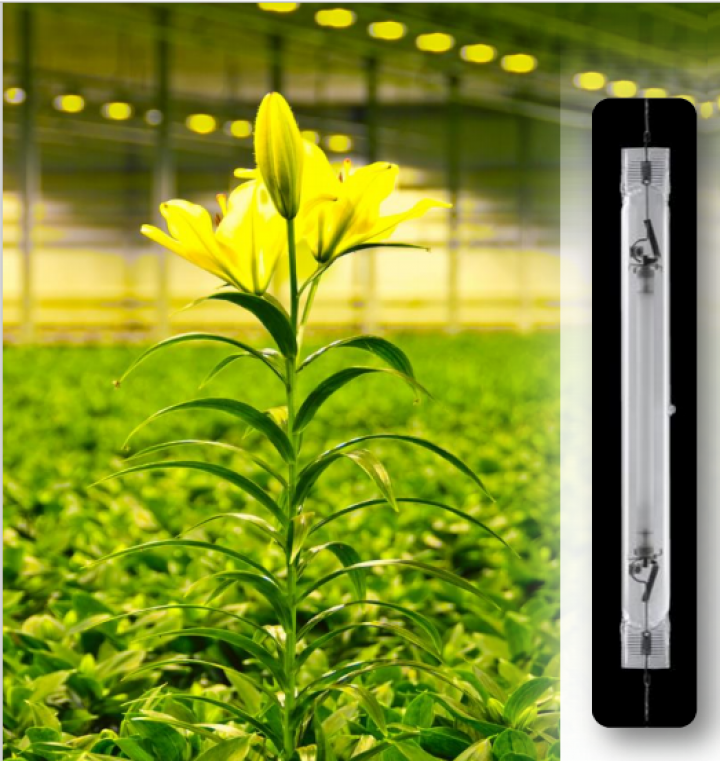 Efficient greenhouse lighting