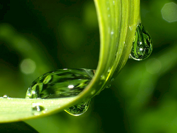 Advancing Horticultural Lighting Through Collaboration